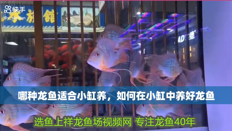 哪種龍魚適合小缸養(yǎng)，如何在小缸中養(yǎng)好龍魚