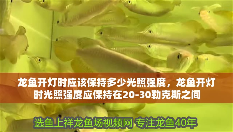 龍魚開燈時應(yīng)該保持多少光照強度，龍魚開燈時光照強度應(yīng)保持在20-30勒克斯之間