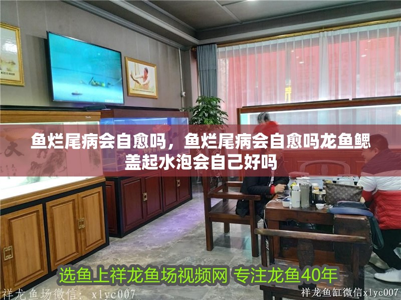魚爛尾病會自愈嗎，魚爛尾病會自愈嗎龍魚鰓蓋起水泡會自己好嗎