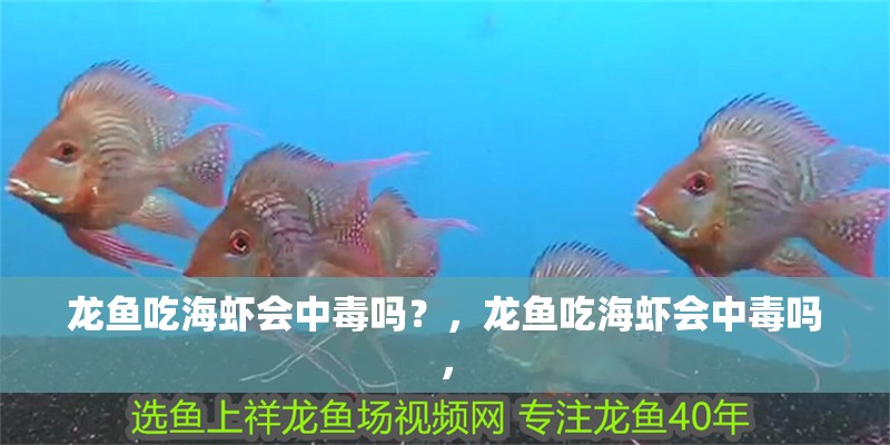 龍魚吃海蝦會中毒嗎？，龍魚吃海蝦會中毒嗎，