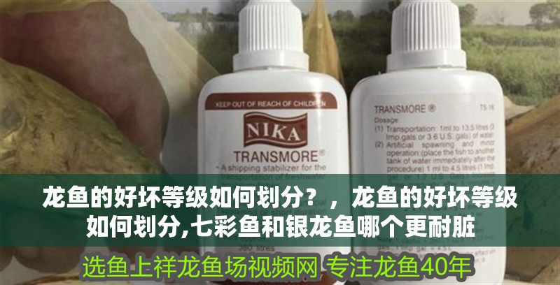 龍魚的好壞等級如何劃分？，龍魚的好壞等級如何劃分,七彩魚和銀龍魚哪個更耐臟
