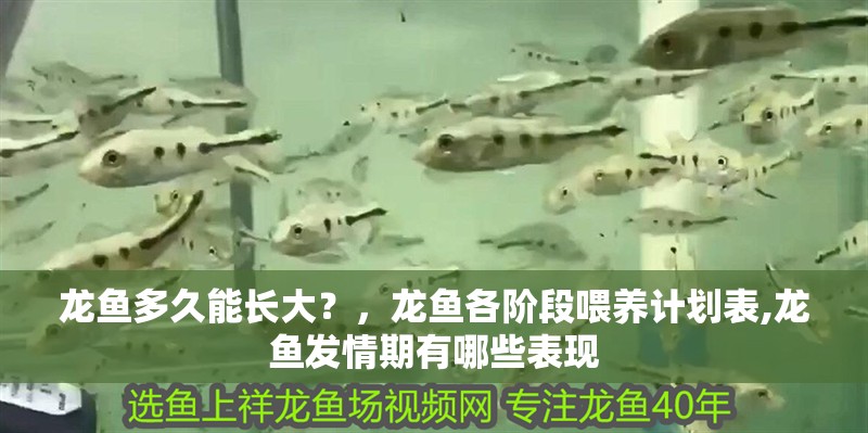 龍魚多久能長大？，龍魚各階段喂養計劃表,龍魚發情期有哪些表現