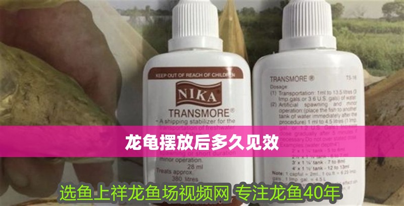 龍龜擺放后多久見效