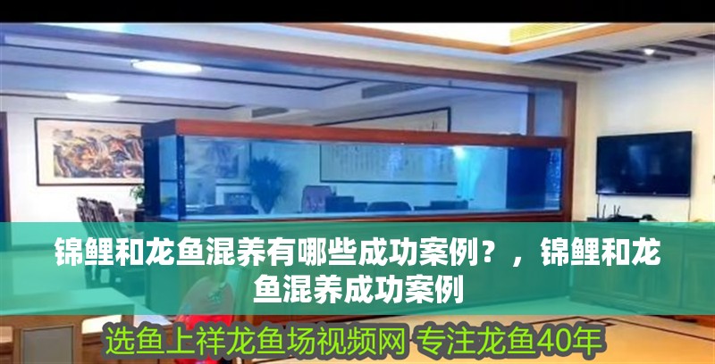 錦鯉和龍魚混養(yǎng)有哪些成功案例？，錦鯉和龍魚混養(yǎng)成功案例