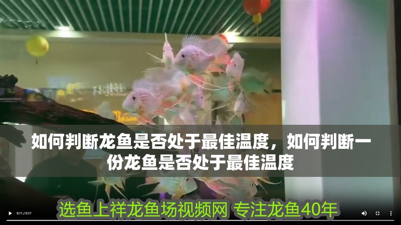 如何判斷龍魚是否處于最佳溫度，如何判斷一份龍魚是否處于最佳溫度