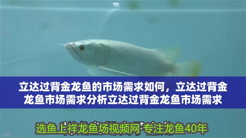 立達過背金龍魚的市場需求如何，立達過背金龍魚市場需求分析立達過背金龍魚市場需求
