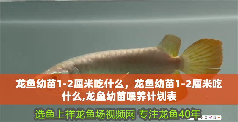 龍魚幼苗1-2厘米吃什么，龍魚幼苗1-2厘米吃什么,龍魚幼苗喂養計劃表