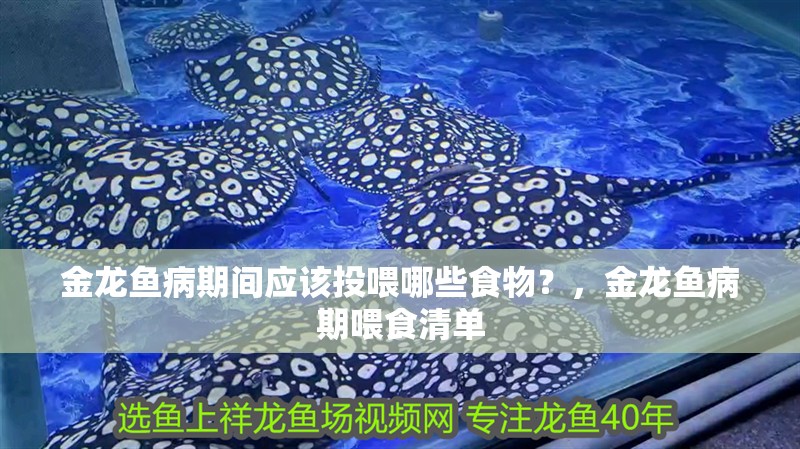 金龍魚病期間應該投喂哪些食物？，金龍魚病期喂食清單