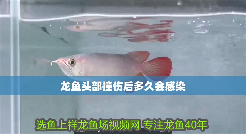 龍魚頭部撞傷后多久會感染