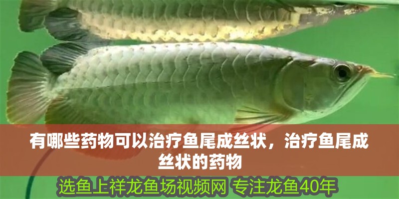 有哪些藥物可以治療魚尾成絲狀，治療魚尾成絲狀的藥物