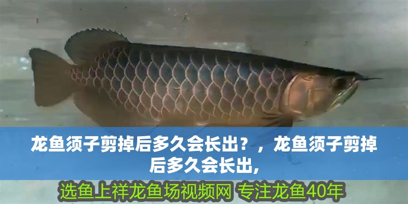 龍魚須子剪掉后多久會長出？，龍魚須子剪掉后多久會長出,