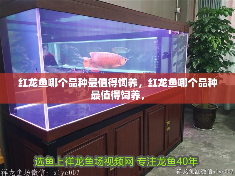 紅龍魚哪個品種最值得飼養，紅龍魚哪個品種最值得飼養，