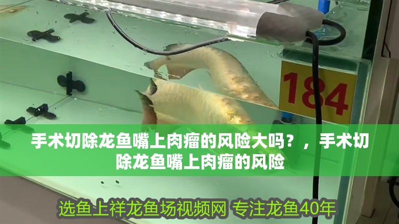 手術(shù)切除龍魚(yú)嘴上肉瘤的風(fēng)險(xiǎn)大嗎？，手術(shù)切除龍魚(yú)嘴上肉瘤的風(fēng)險(xiǎn)