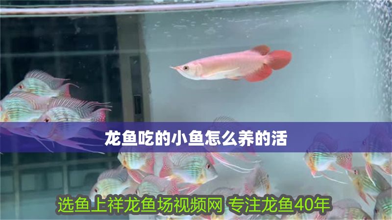 龍魚吃的小魚怎么養的活 龍魚吃的小魚怎么養的活 龍魚百科 第2張