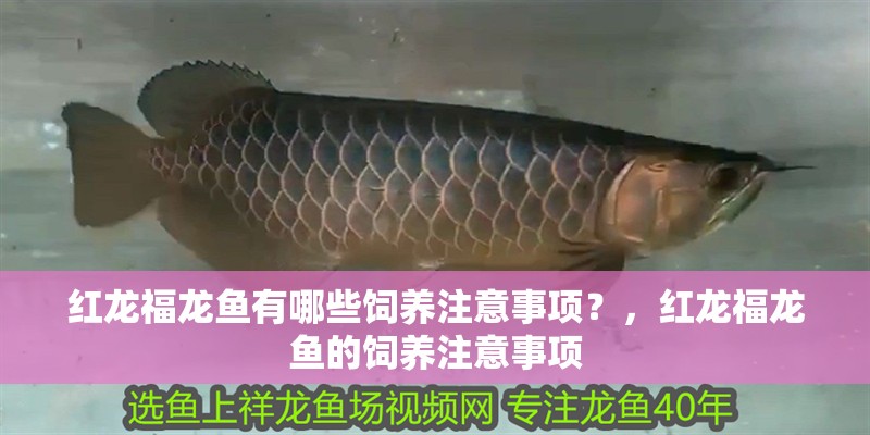 紅龍福龍魚有哪些飼養注意事項？，紅龍福龍魚的飼養注意事項