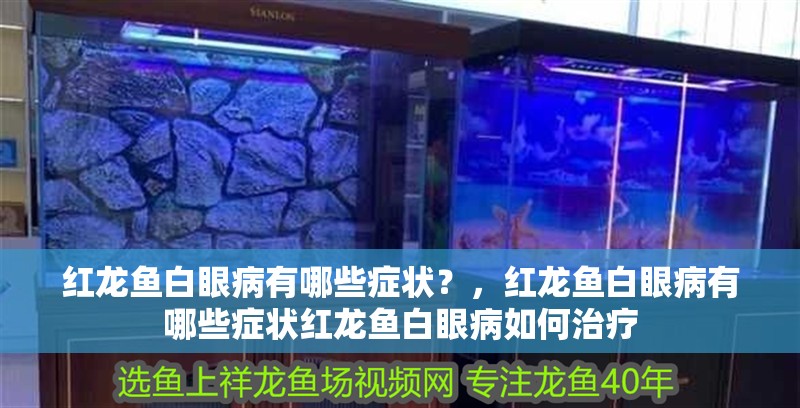 紅龍魚白眼病有哪些癥狀？，紅龍魚白眼病有哪些癥狀紅龍魚白眼病如何治療