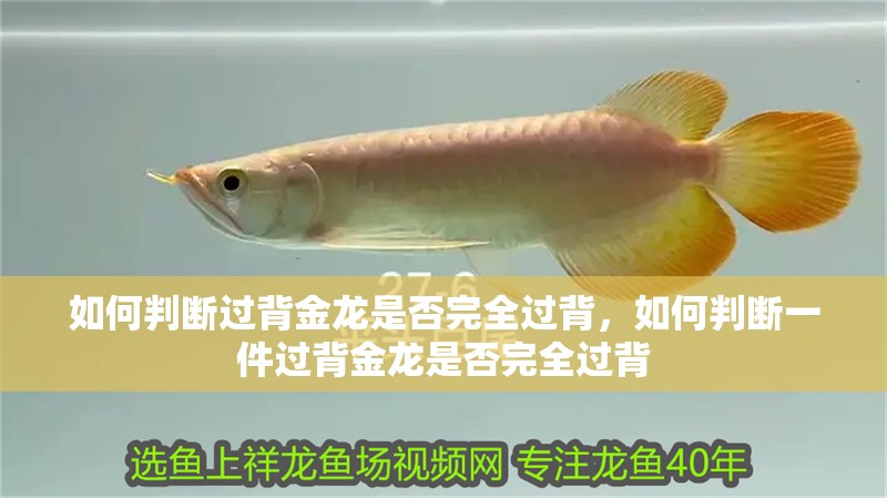 如何判斷過背金龍是否完全過背，如何判斷一件過背金龍是否完全過背