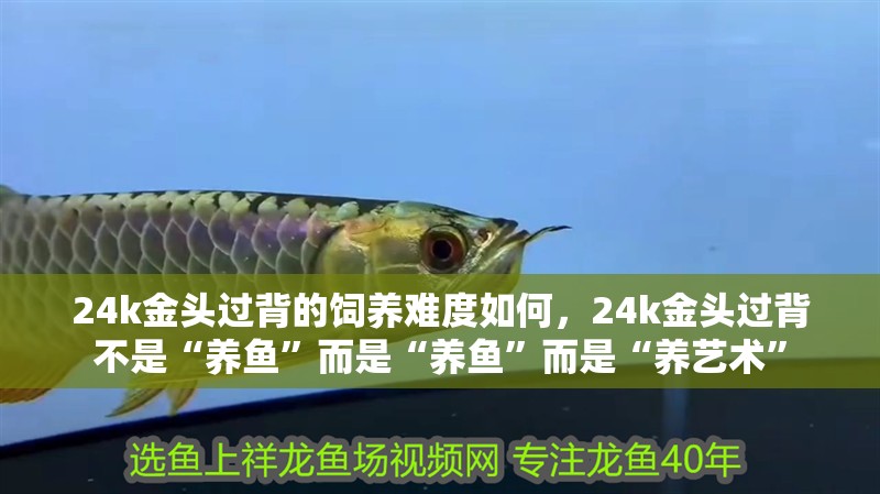 24k金頭過背的飼養難度如何，24k金頭過背不是“養魚”而是“養魚”而是“養藝術”