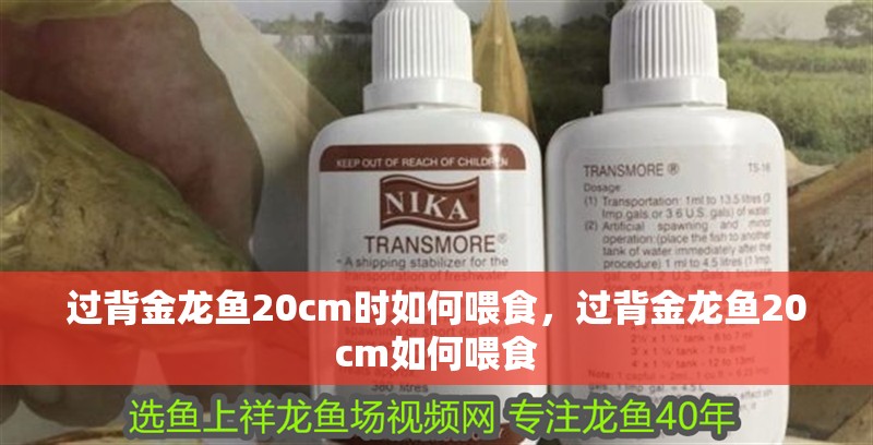 過背金龍魚20cm時如何喂食，過背金龍魚20cm如何喂食