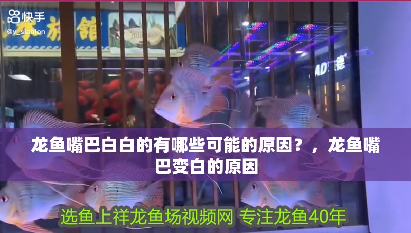龍魚嘴巴白白的有哪些可能的原因？，龍魚嘴巴變白的原因