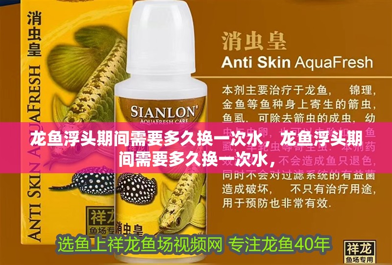 龍魚浮頭期間需要多久換一次水，龍魚浮頭期間需要多久換一次水，
