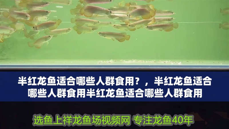 半紅龍魚適合哪些人群食用？，半紅龍魚適合哪些人群食用半紅龍魚適合哪些人群食用