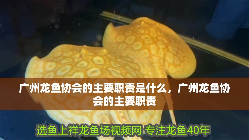 廣州龍魚協會的主要職責是什么，廣州龍魚協會的主要職責