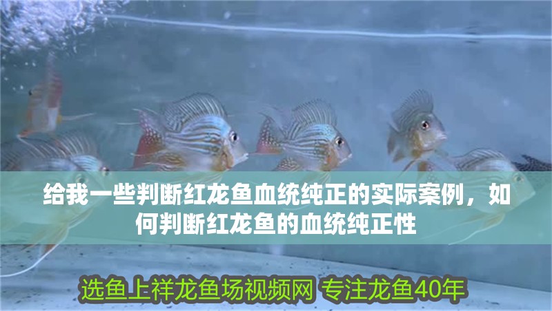 給我一些判斷紅龍魚(yú)血統(tǒng)純正的實(shí)際案例，如何判斷紅龍魚(yú)的血統(tǒng)純正性