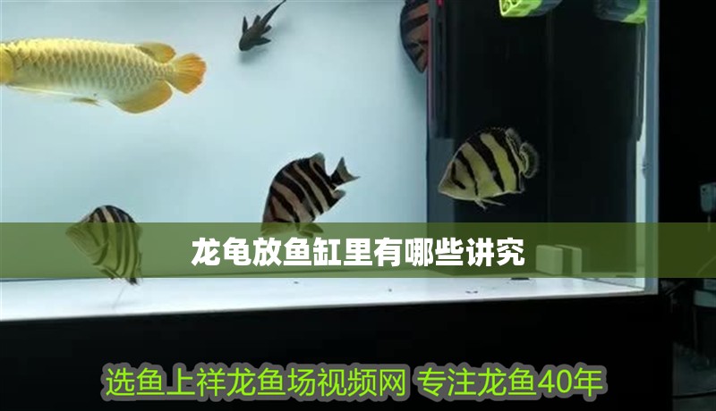 龍龜放魚缸里有哪些講究