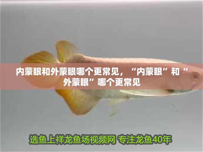 內(nèi)蒙眼和外蒙眼哪個(gè)更常見，“內(nèi)蒙眼”和“外蒙眼”哪個(gè)更常見