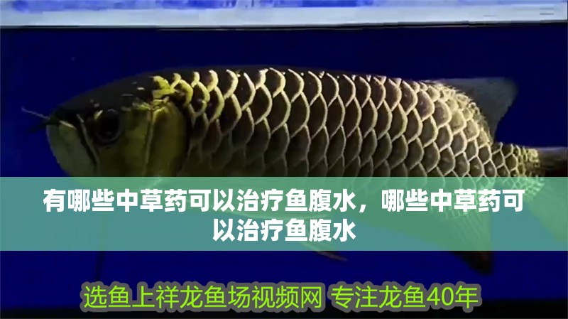 有哪些中草藥可以治療魚腹水，哪些中草藥可以治療魚腹水