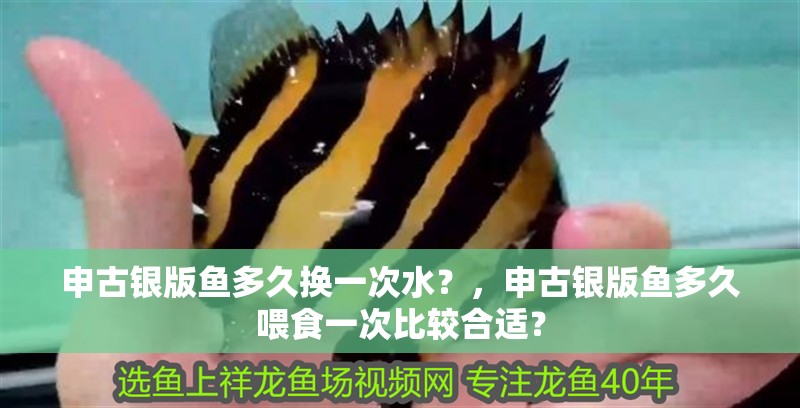 申古銀版魚多久換一次水？，申古銀版魚多久喂食一次比較合適？