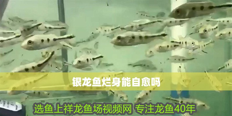 銀龍魚爛身能自愈嗎