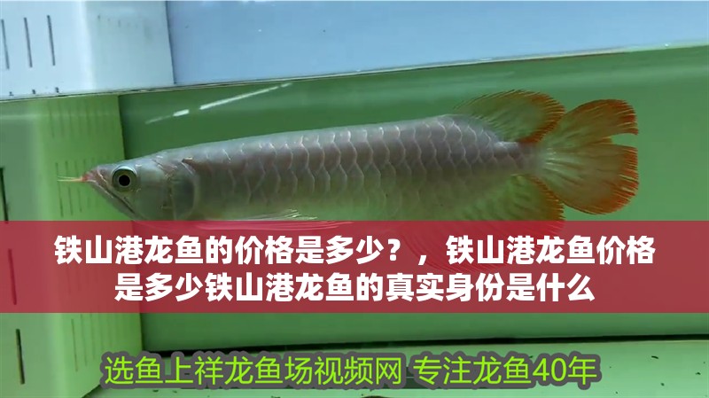 鐵山港龍魚的價格是多少？，鐵山港龍魚價格是多少鐵山港龍魚的真實身份是什么