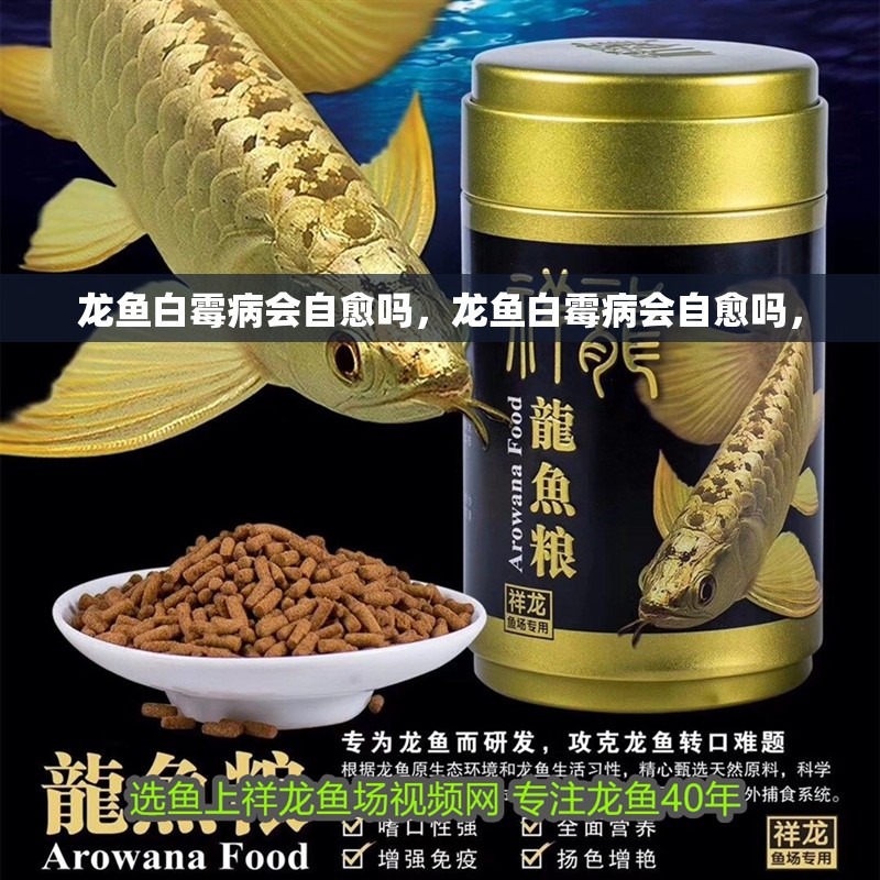 龍魚白霉病會自愈嗎，龍魚白霉病會自愈嗎，