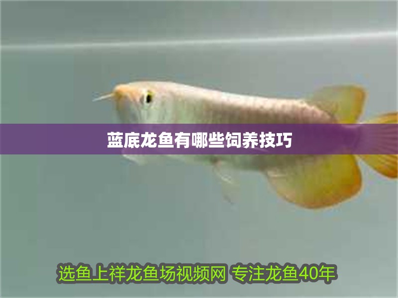 藍底龍魚有哪些飼養(yǎng)技巧