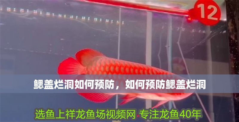 鰓蓋爛洞如何預防，如何預防鰓蓋爛洞