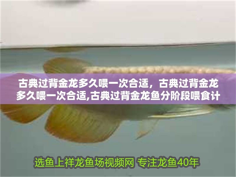 古典過背金龍多久喂一次合適，古典過背金龍多久喂一次合適,古典過背金龍魚分階段喂食計劃表