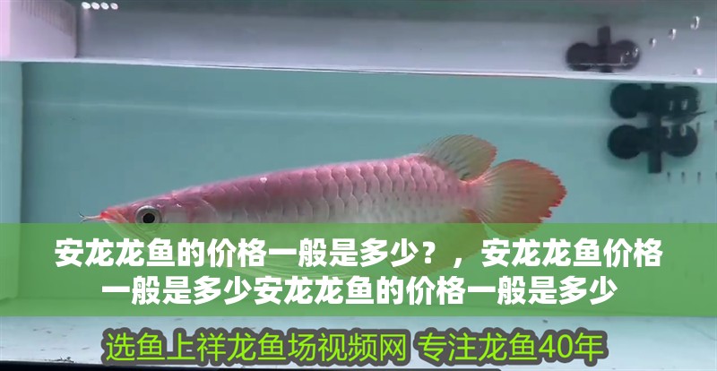 安龍龍魚的價格一般是多少？，安龍龍魚價格一般是多少安龍龍魚的價格一般是多少