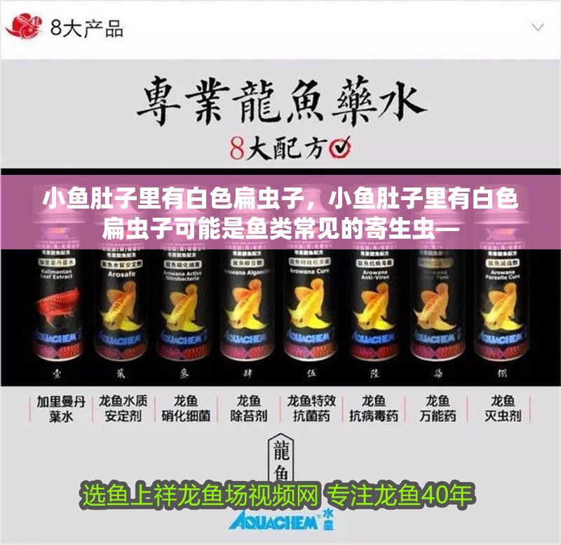 小魚肚子里有白色扁蟲子，小魚肚子里有白色扁蟲子可能是魚類常見的寄生蟲—