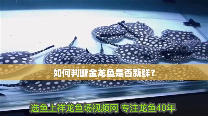 如何判斷金龍魚是否新鮮？