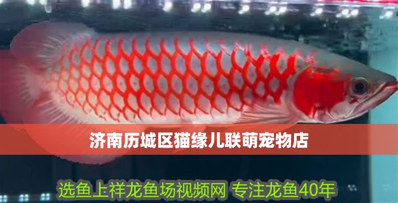 濟(jì)南歷城區(qū)貓緣兒聯(lián)萌寵物店 全國(guó)水族館企業(yè)名錄 第1張 濟(jì)南歷城區(qū)貓緣兒聯(lián)萌寵物店 濟(jì)南歷城區(qū)貓緣兒聯(lián)萌寵物店 全國(guó)水族館企業(yè)名錄 第1張