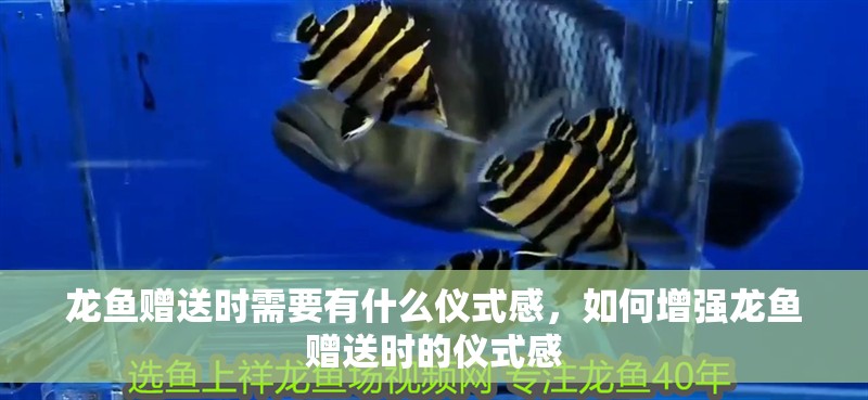 龍魚贈送時需要有什么儀式感，如何增強龍魚贈送時的儀式感