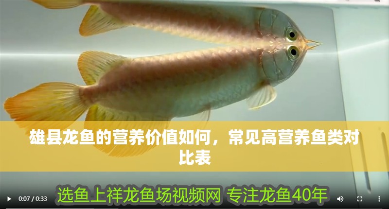 雄縣龍魚的營養價值如何，常見高營養魚類對比表