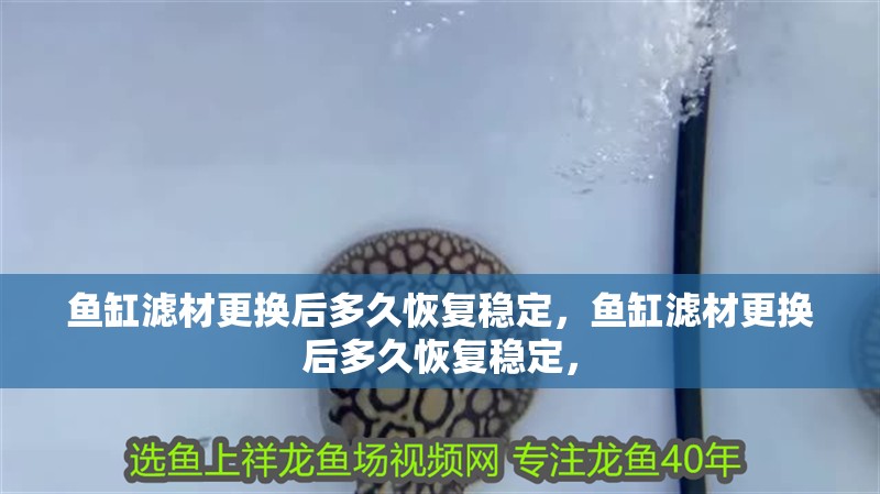 魚缸濾材更換后多久恢復(fù)穩(wěn)定，魚缸濾材更換后多久恢復(fù)穩(wěn)定，