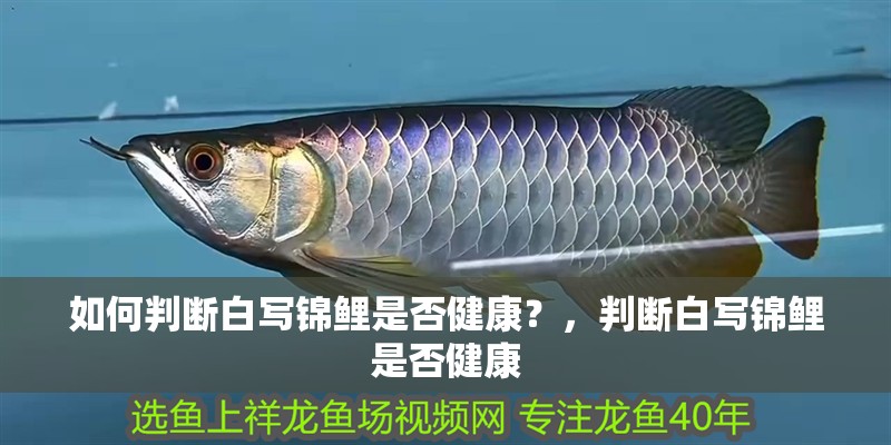 如何判斷白寫錦鯉是否健康？，判斷白寫錦鯉是否健康