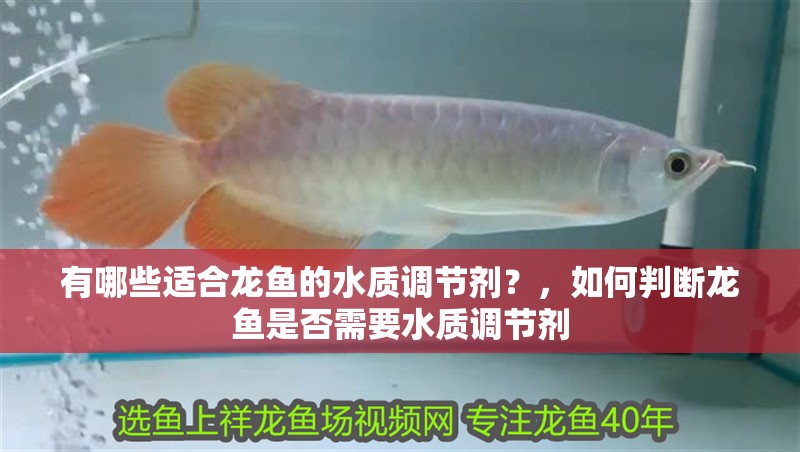 有哪些適合龍魚的水質調節劑？，如何判斷龍魚是否需要水質調節劑