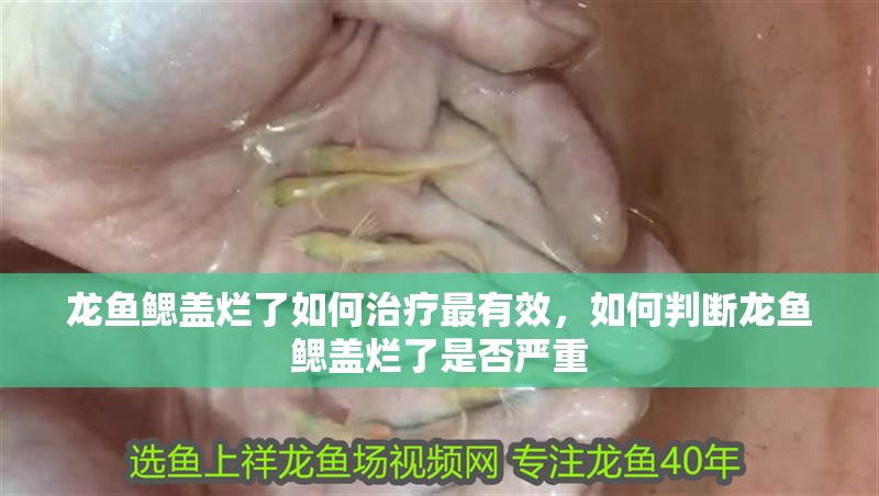 龍魚(yú)鰓蓋爛了如何治療最有效，如何判斷龍魚(yú)鰓蓋爛了是否嚴(yán)重