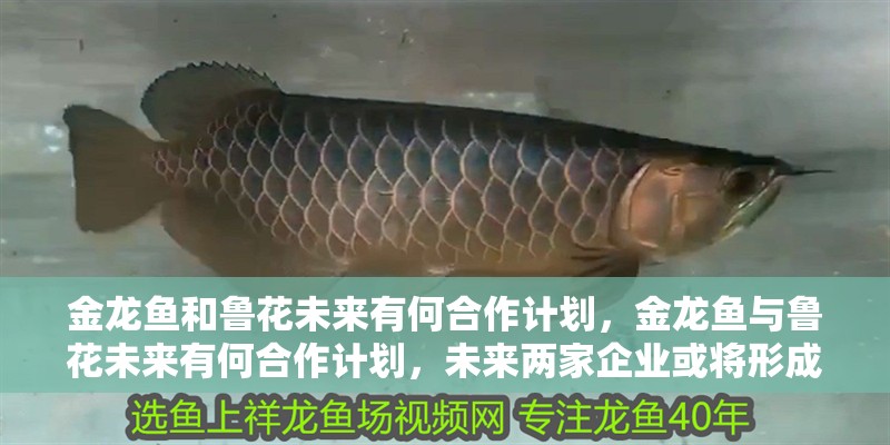 金龍魚和魯花未來有何合作計劃，金龍魚與魯花未來有何合作計劃，未來兩家企業或將形成“良性競爭”