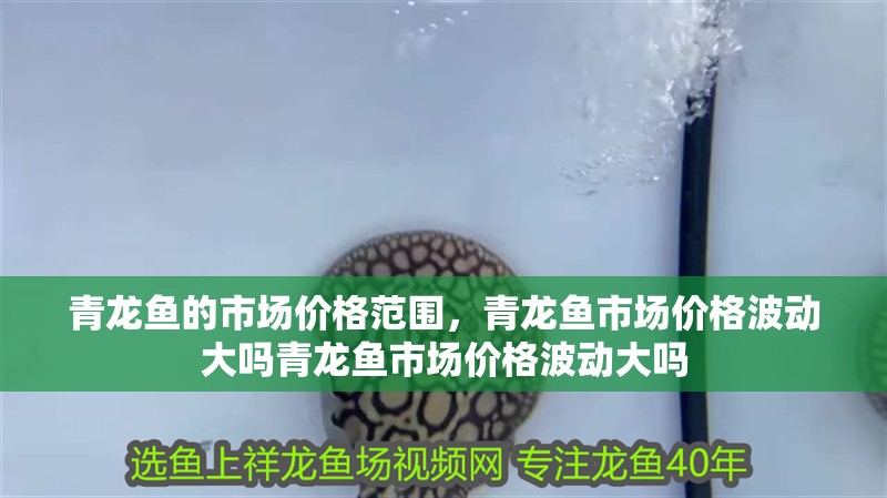 青龍魚的市場價格范圍，青龍魚市場價格波動大嗎青龍魚市場價格波動大嗎